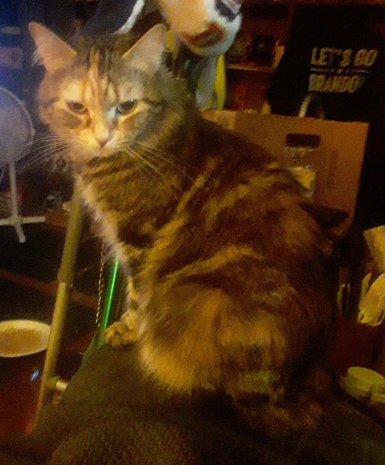 Lost cat in Denver, CO, 80229