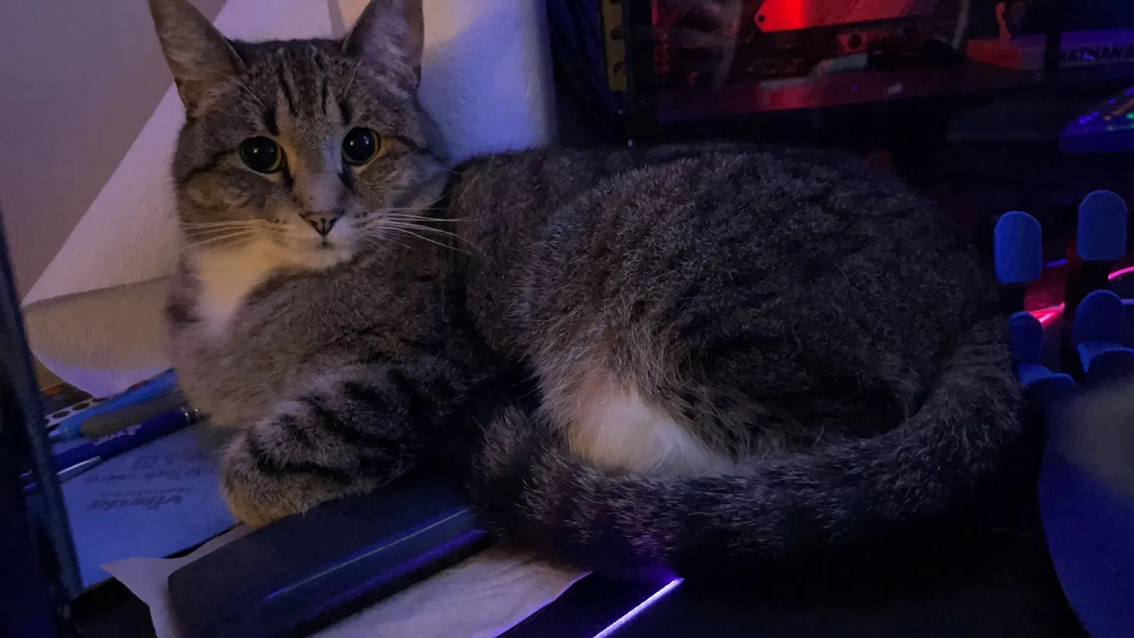 Lost cat in Littleton, CO, 80122