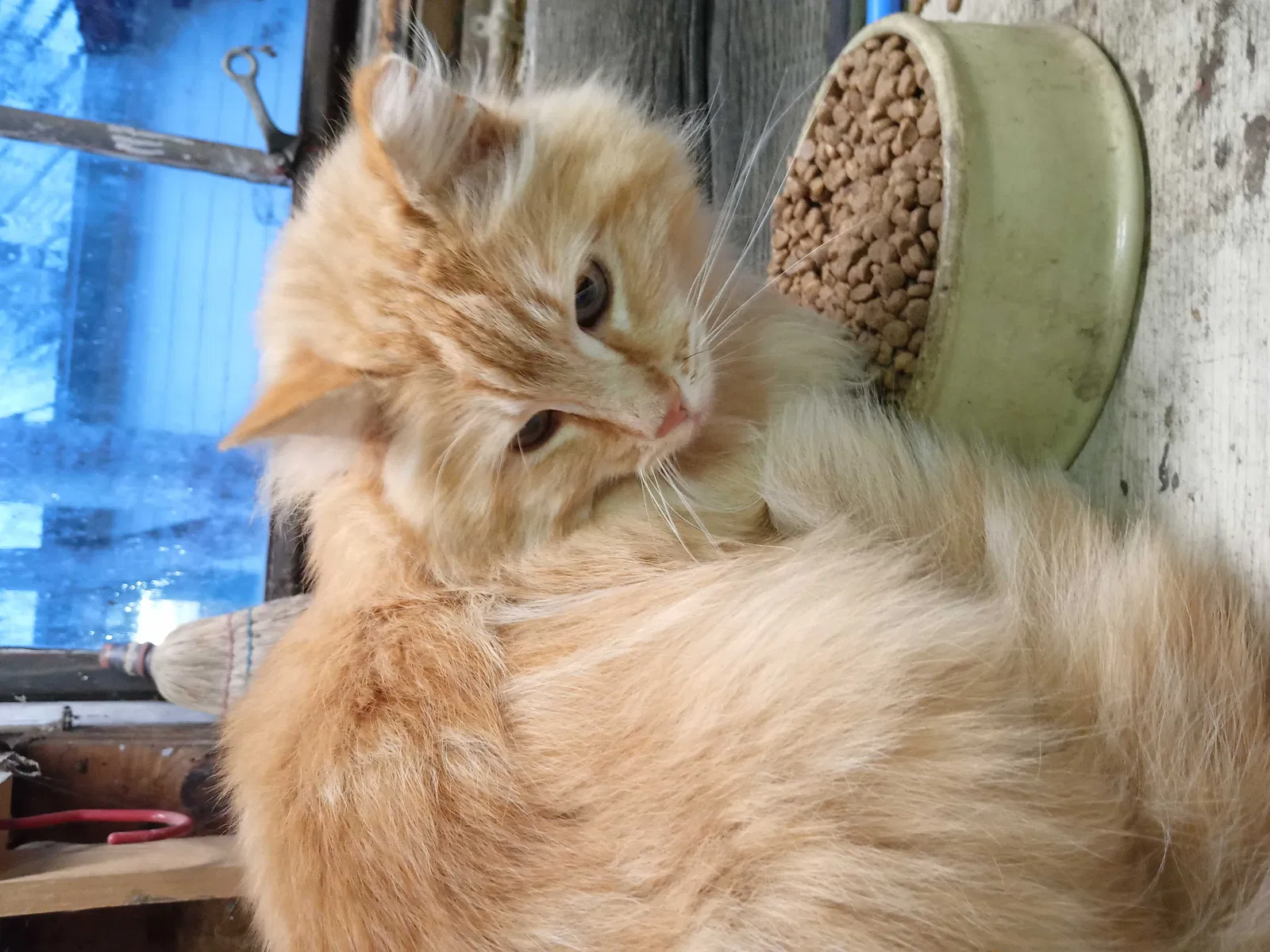 Found cat in Bellvue, CO, 80512