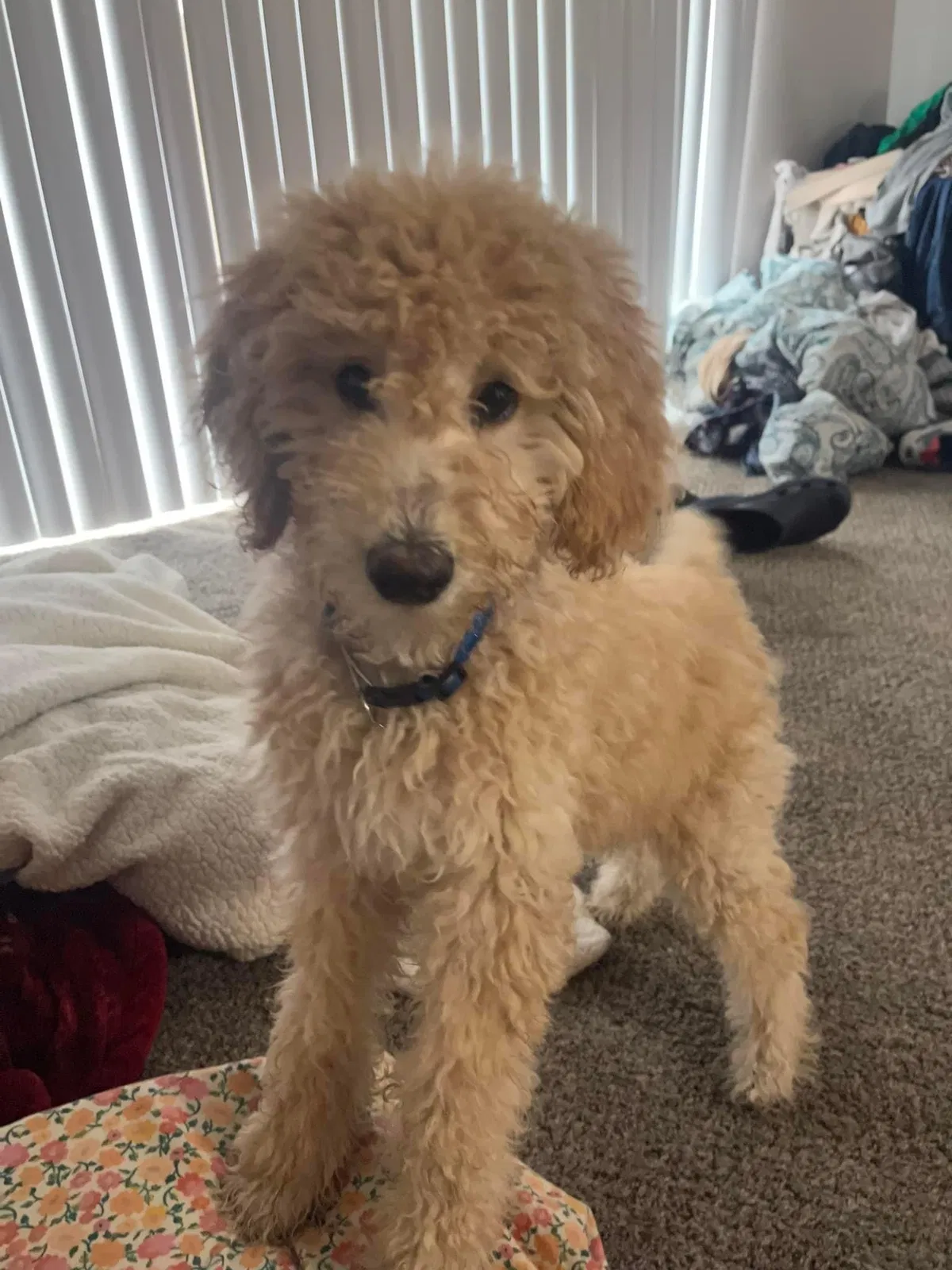 Lost dog in Rochester, PA, 15074