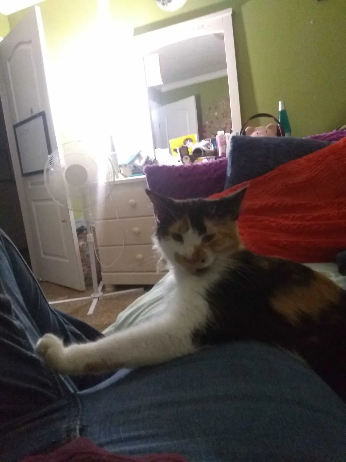 Lost cat in Lafayette, LA, 70503