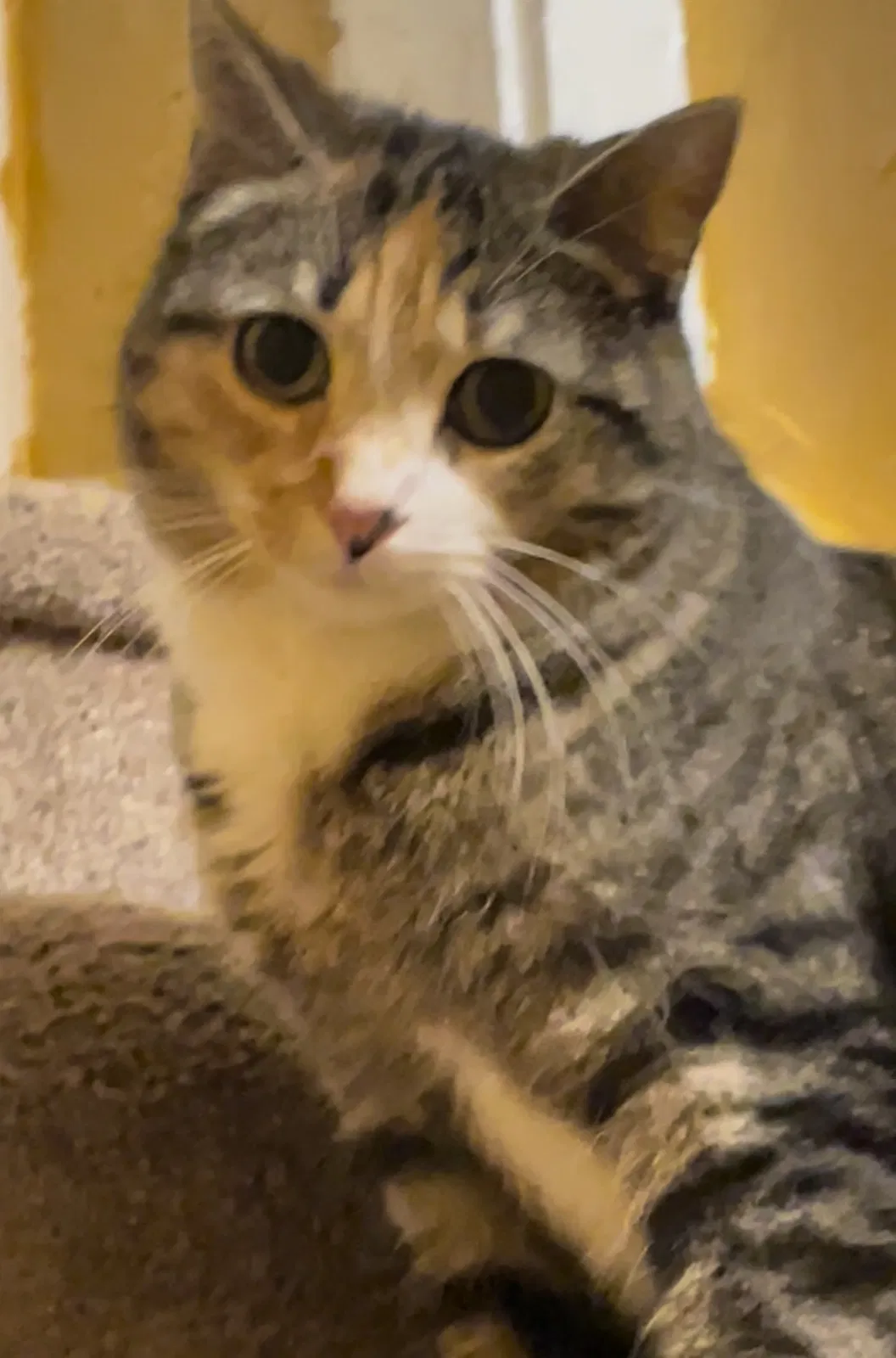 Lost cat in Buffalo, NY, 14215