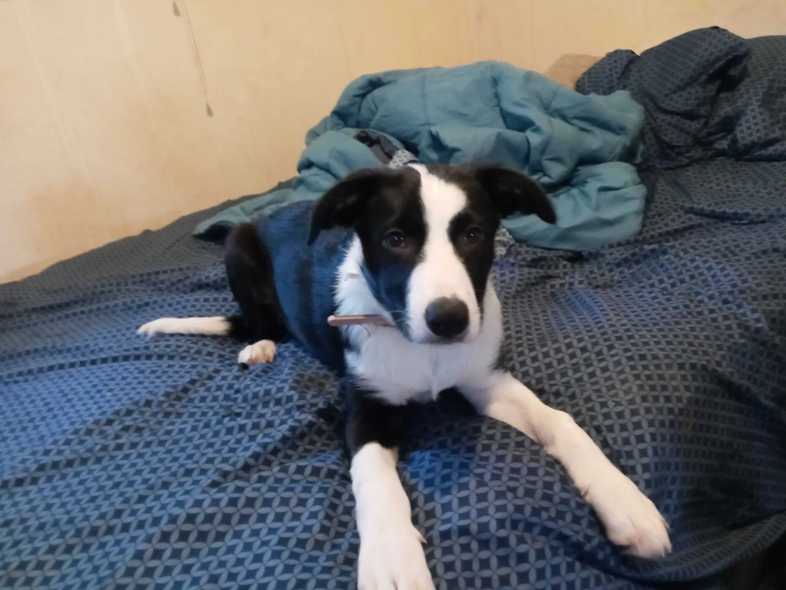Lost dog in Beech Grove, IN, 46107