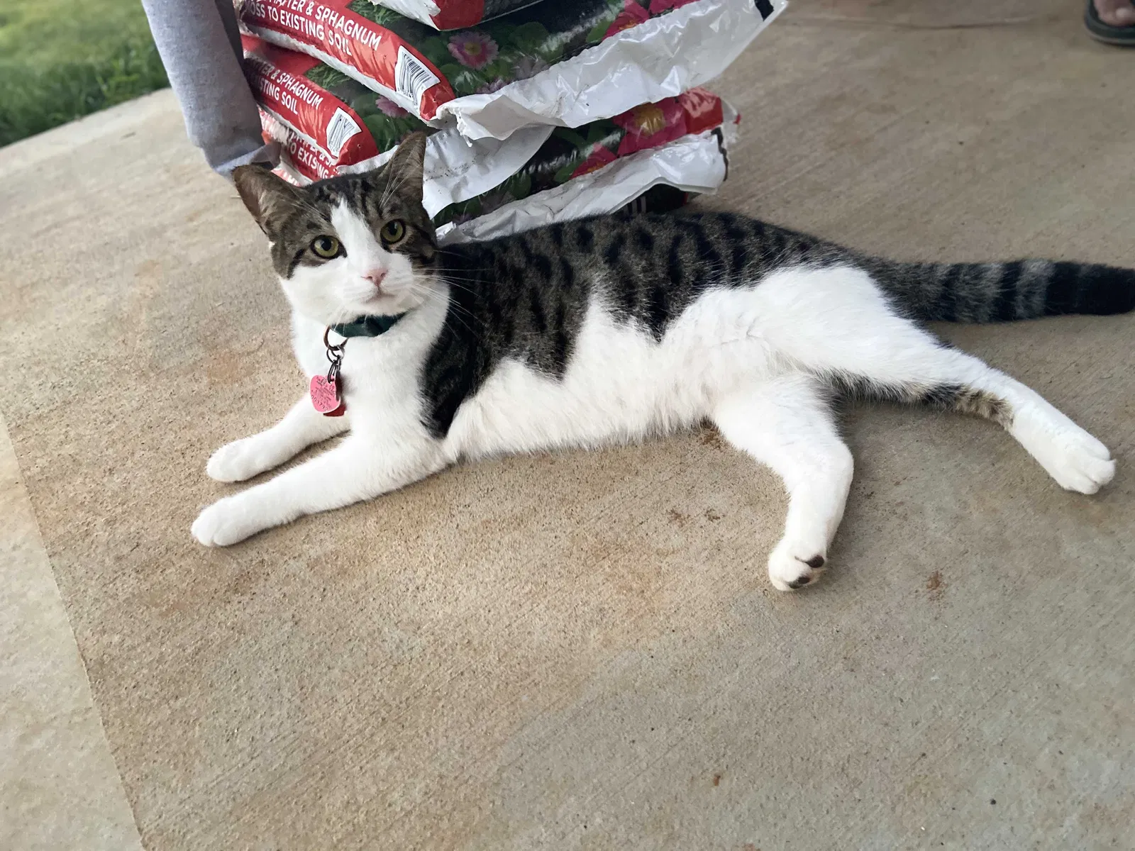 Lost cat in Clarksville, TN, 37040
