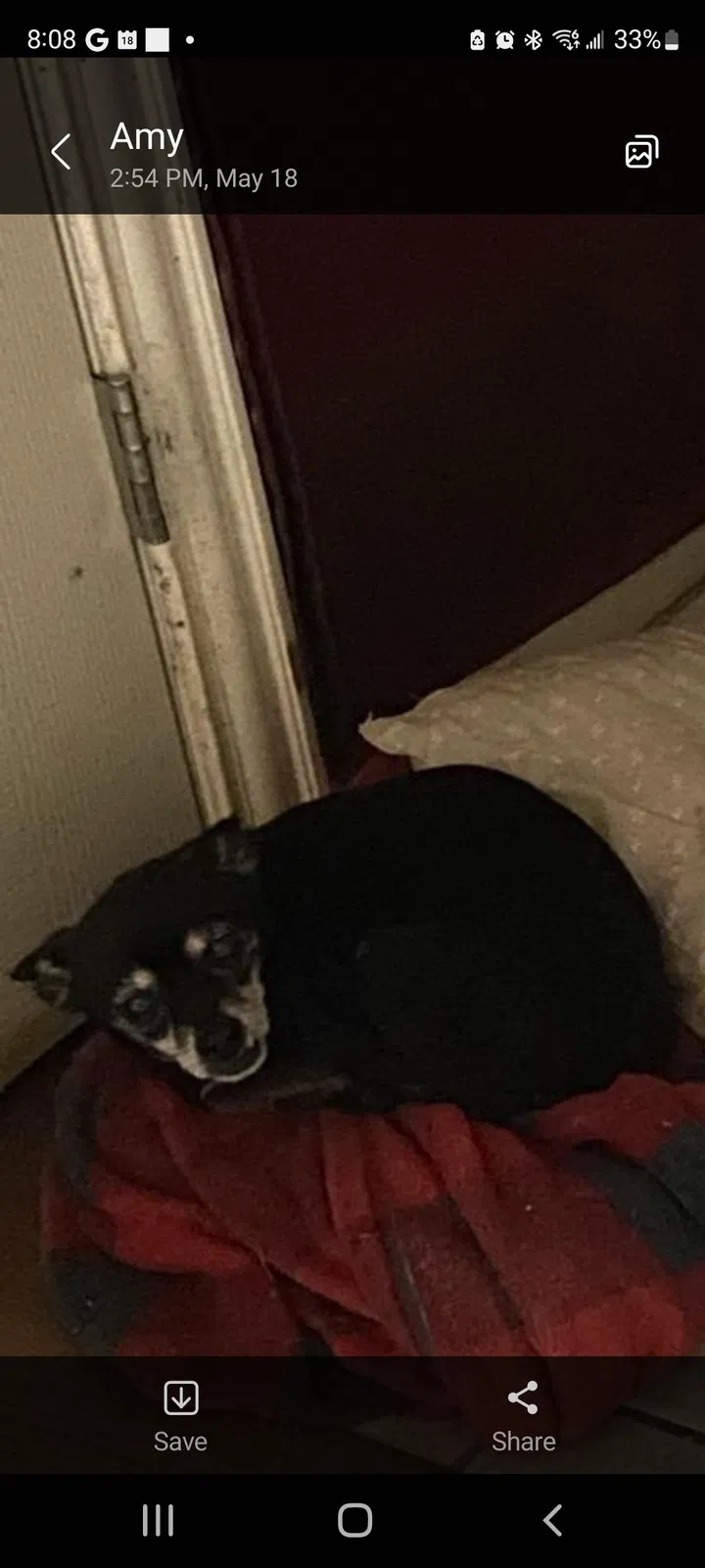 Lost dog in Houston, TX, 77020