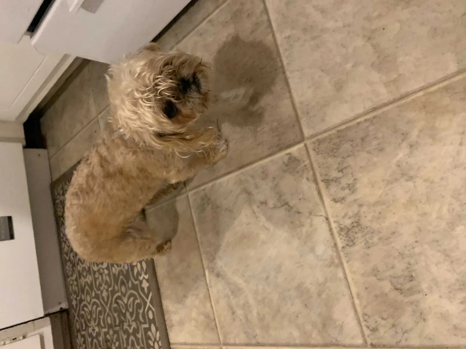 Found dog in Prattville, AL, 36067