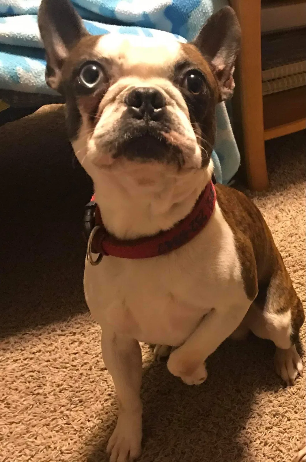 Lost dog in Pekin, IL, 61554
