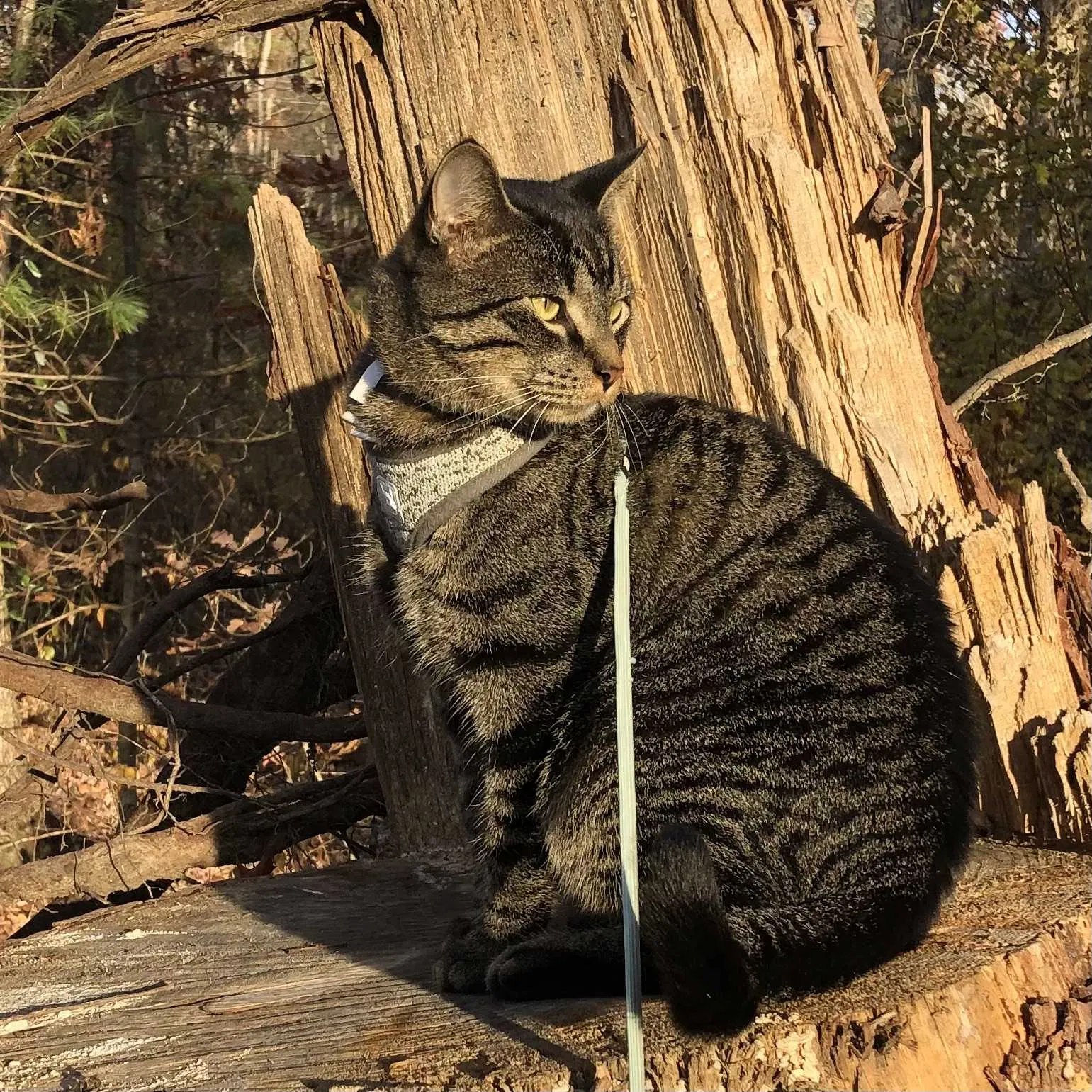 Lost cat in Greensboro, NC, 27408