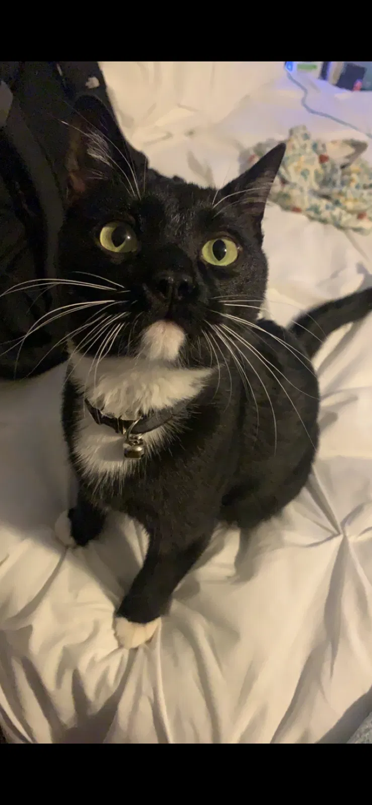 Lost cat in Abilene, TX, 79601
