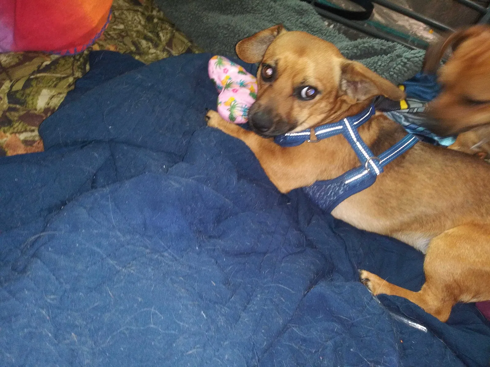 Lost dog in Boyd, TX, 76023