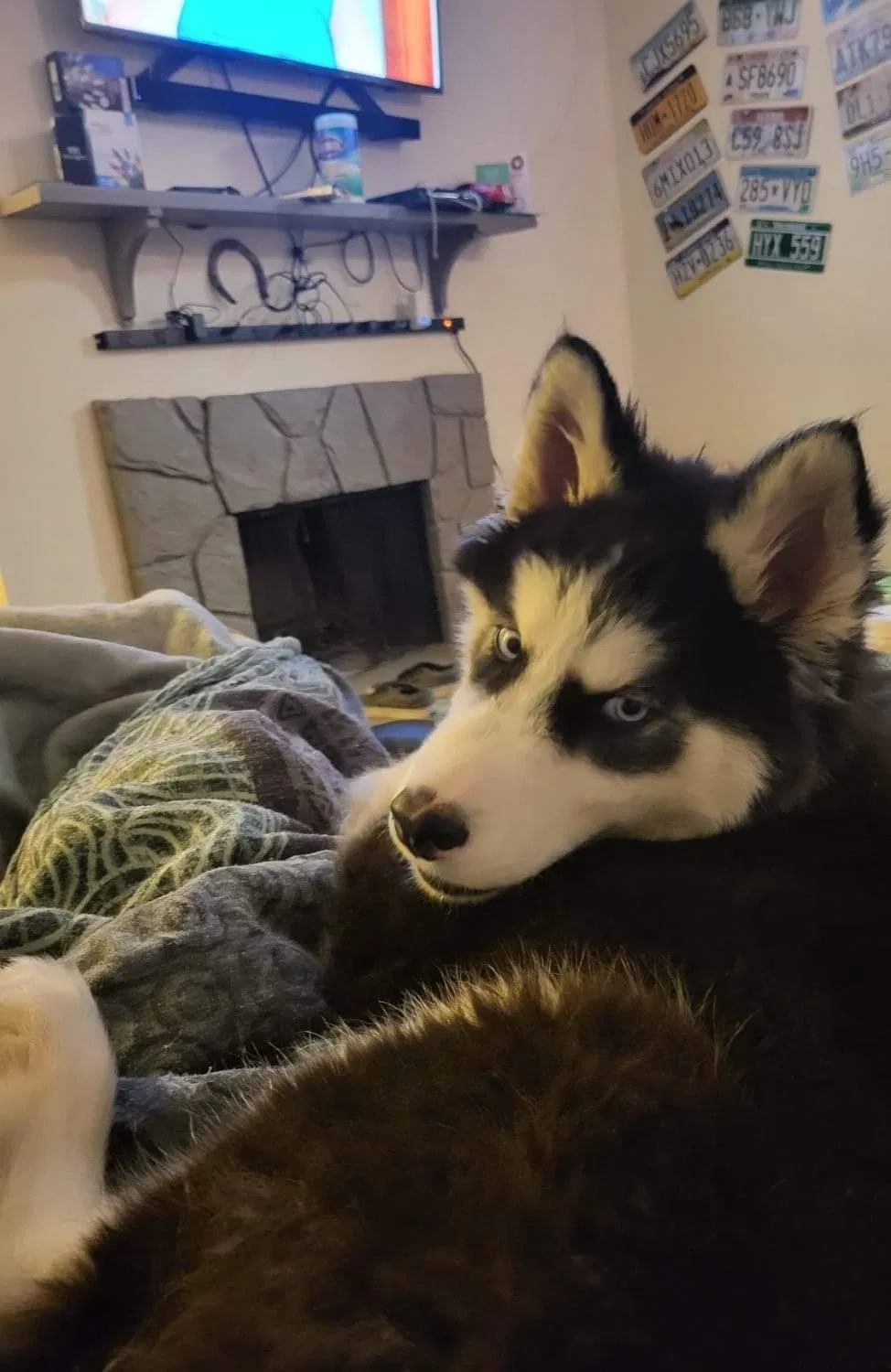 Lost dog in Fort Collins, CO, 80521