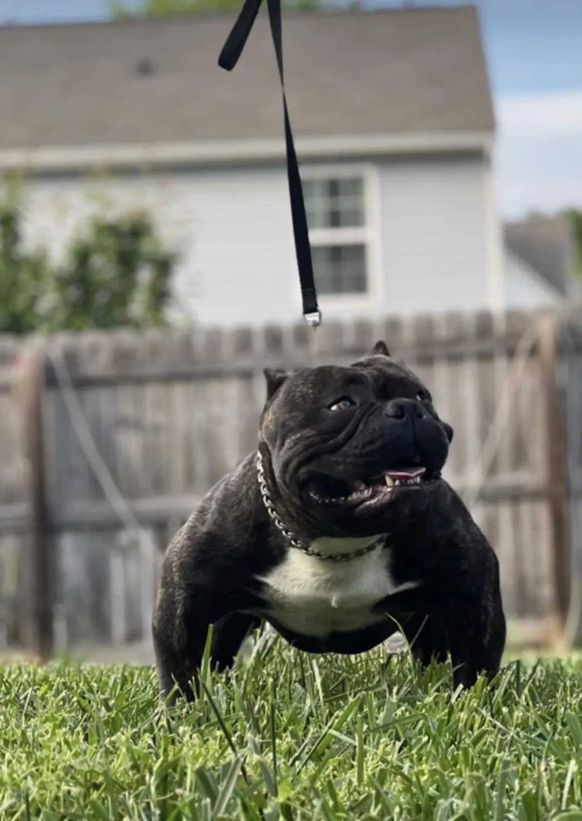 Lost dog in Charlotte, NC, 28215