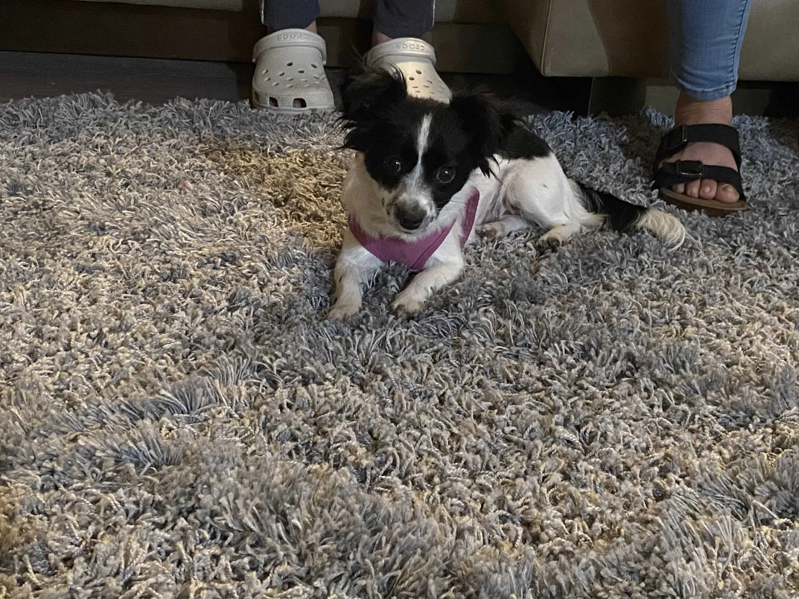 Lost dog in Las Vegas, NV, 89110