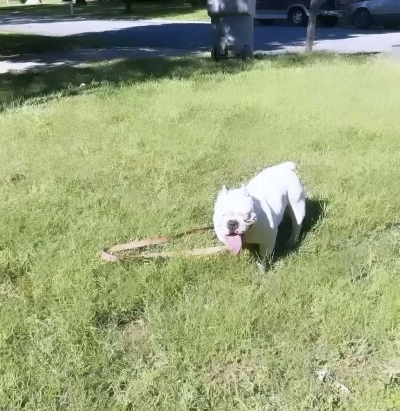 Lost dog in Charlotte, NC, 28215