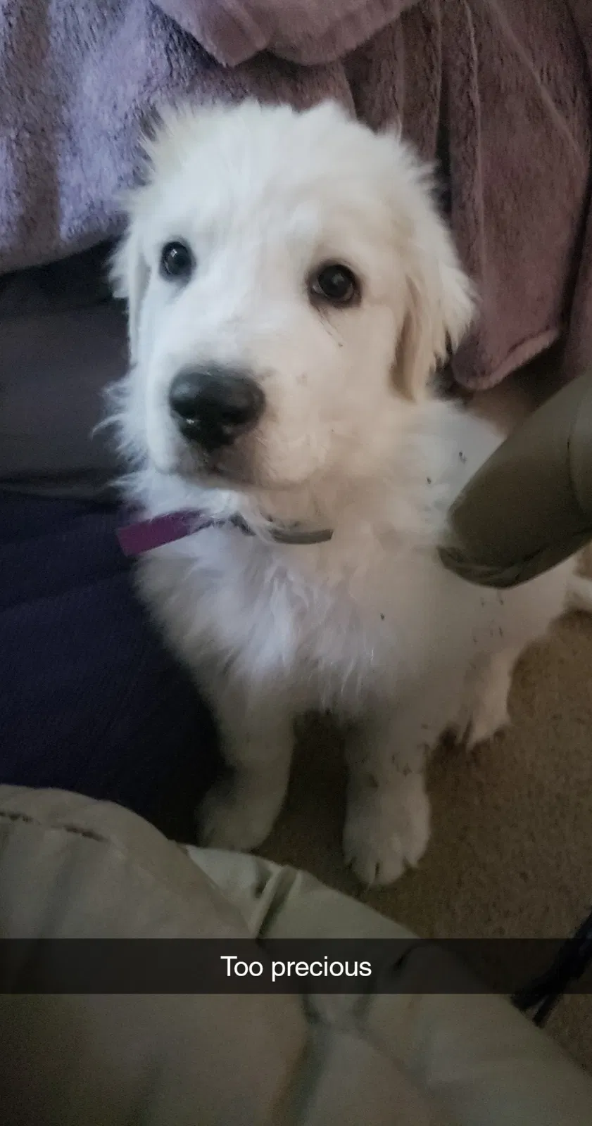 Lost dog in High Springs, FL, 32643