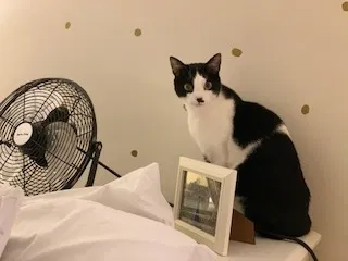 Lost cat in Columbia, SC, 29201