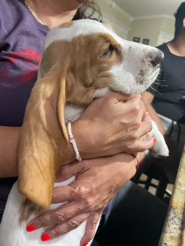 Lost dog in El Paso, TX, 79927