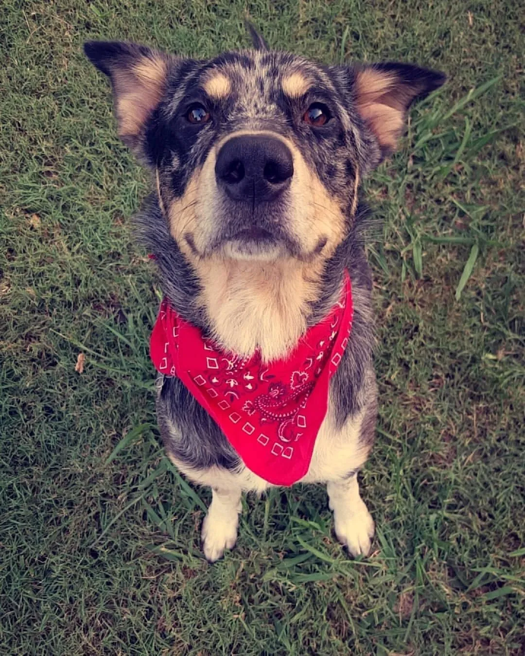 Lost dog in Hillsboro, TX, 76645