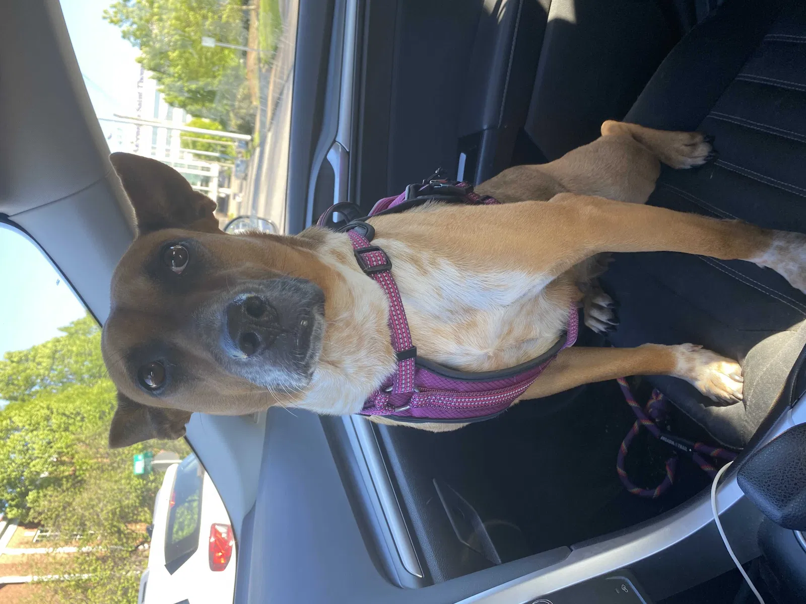 Lost dog in Nashville, TN, 37203