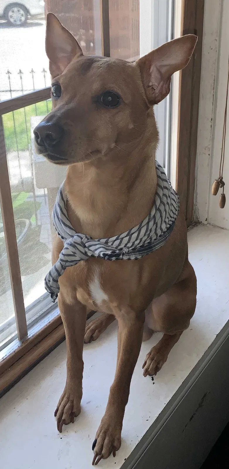 Lost dog in Chicago, IL, 60623