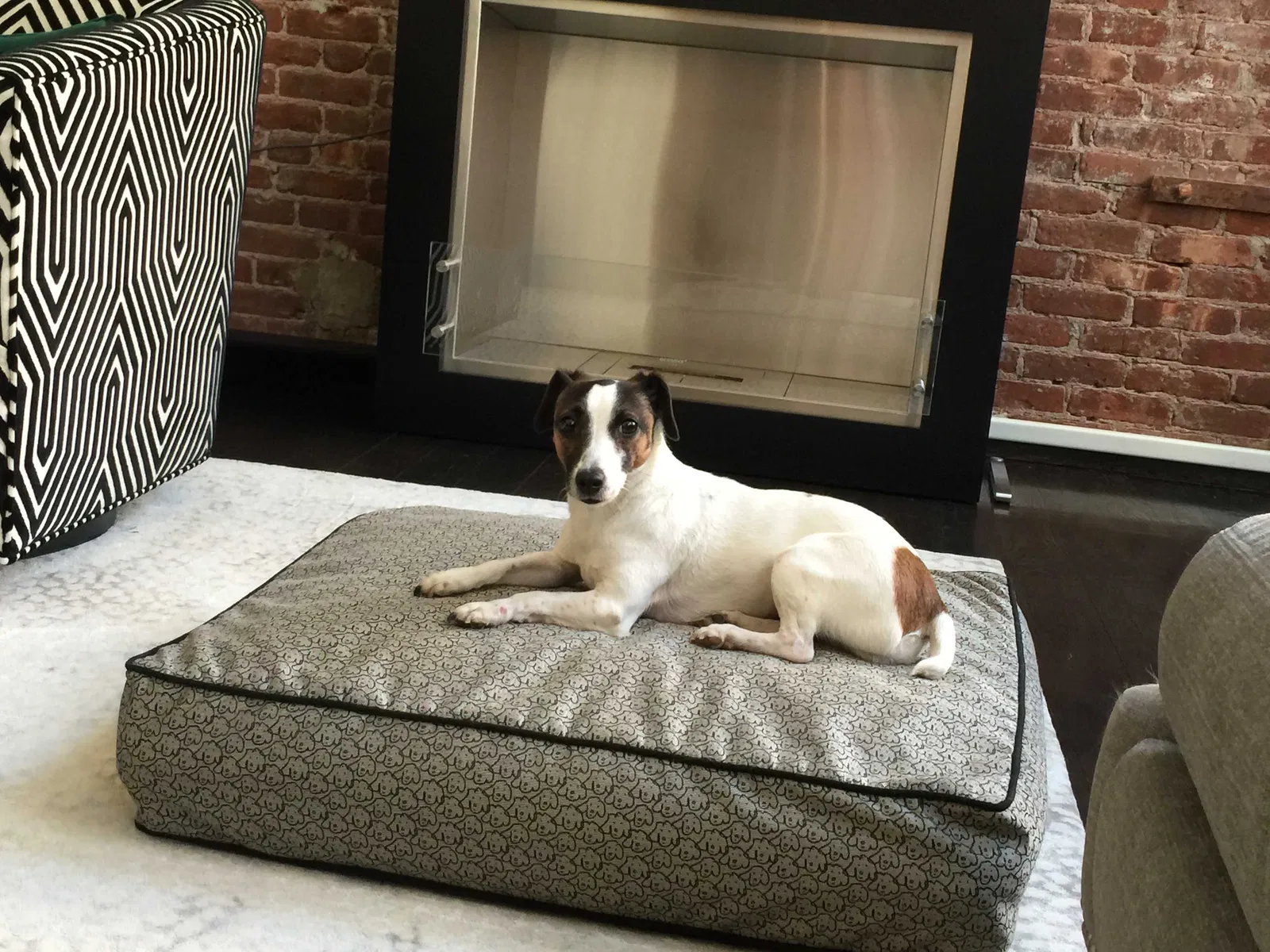 Lost dog in Westhampton Beach, NY, 11978