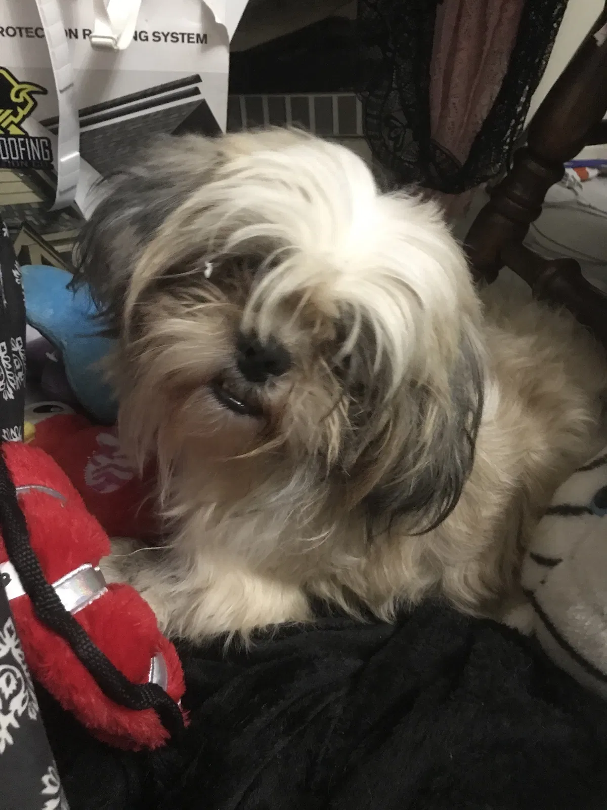 Lost dog in Edinburg, TX, 78539