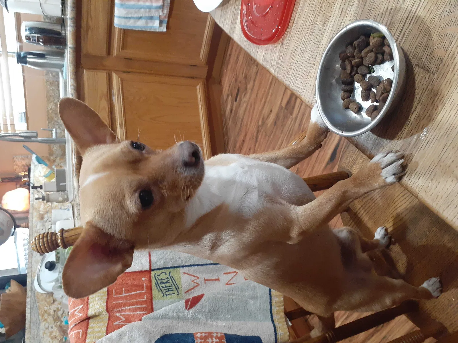 Lost dog in Las Vegas, NV, 89178