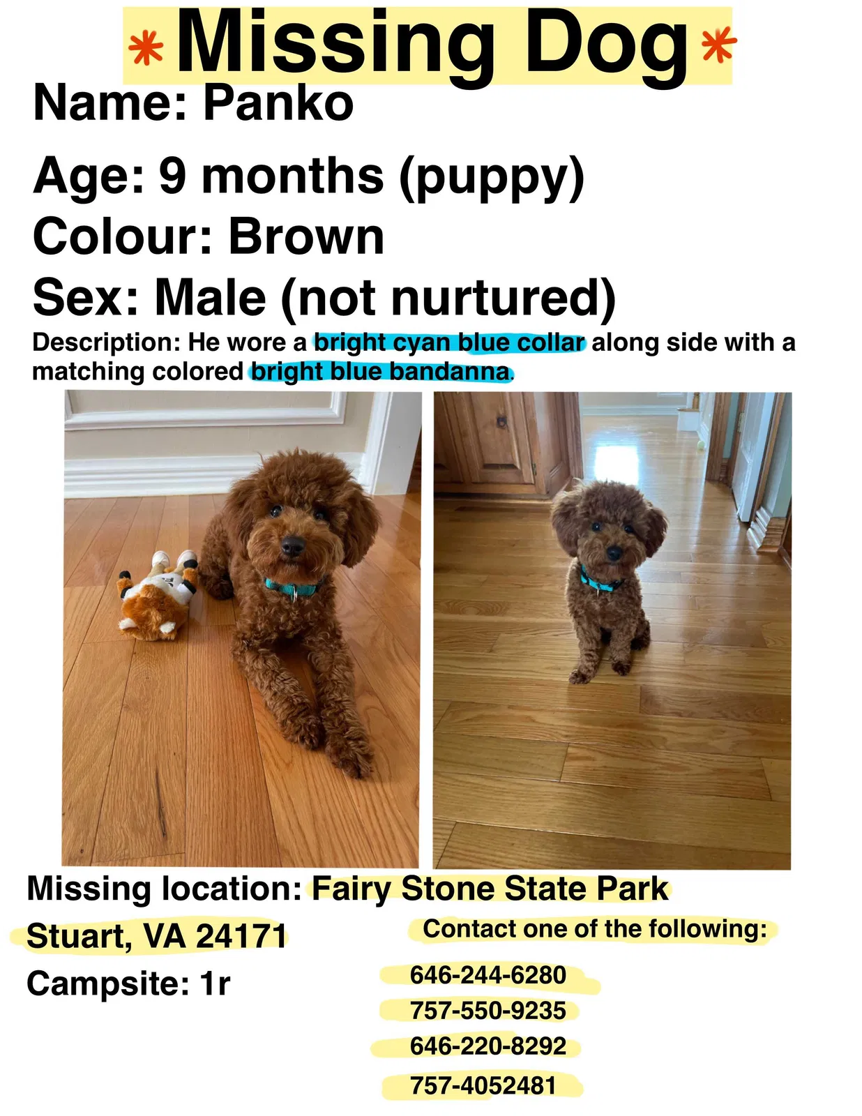 Lost dog in Stuart, VA, 24171