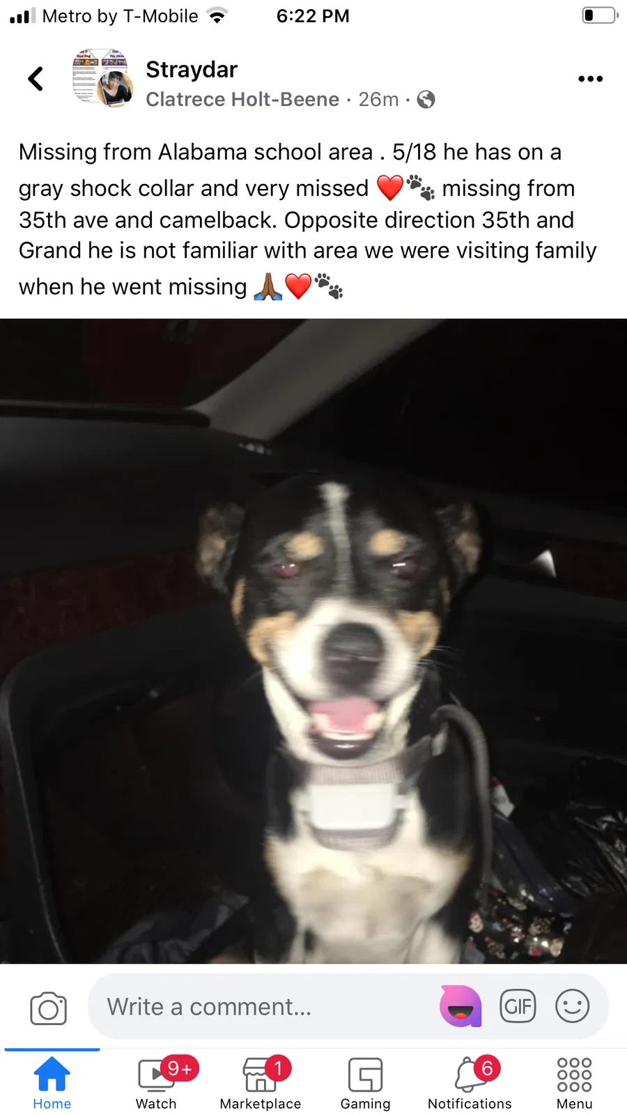 Lost dog in Phoenix, AZ, 85019
