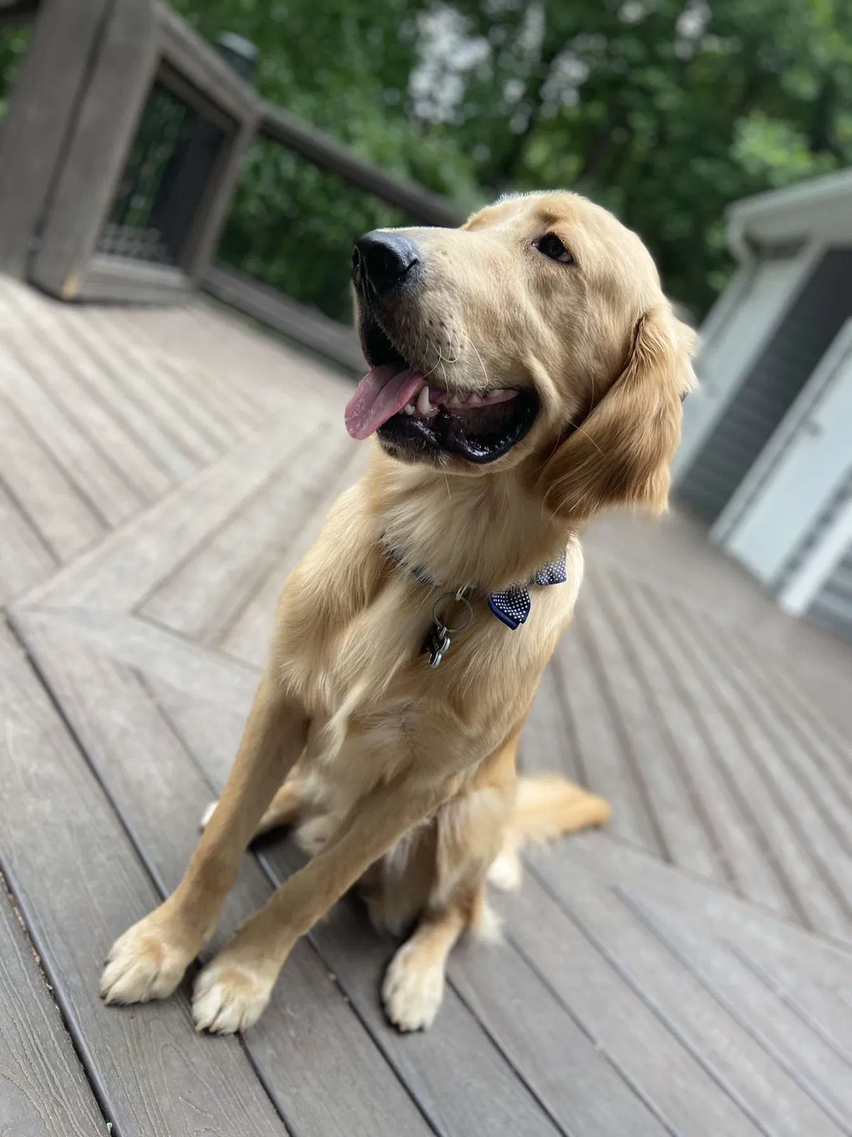 Lost dog in Norcross, GA, 30071
