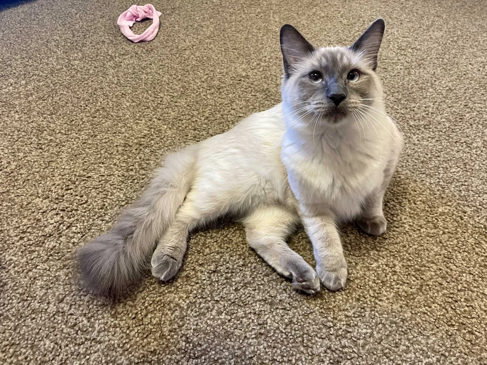 Lost cat in Norman, OK, 73071