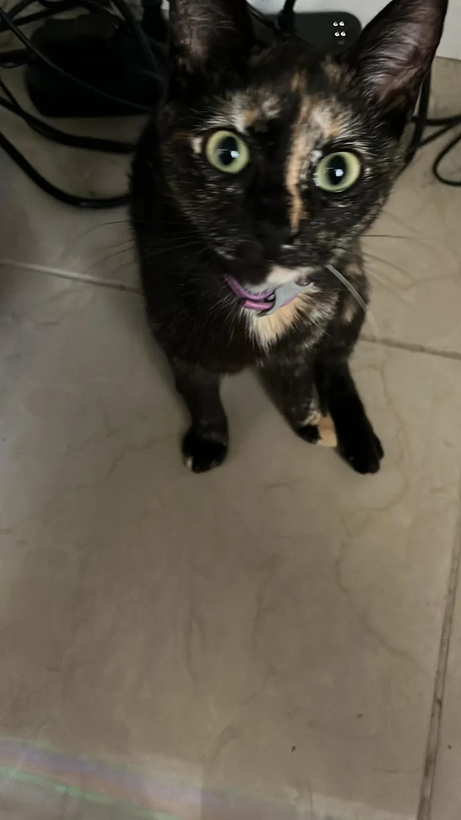 Lost cat in Hollywood, FL, 33024