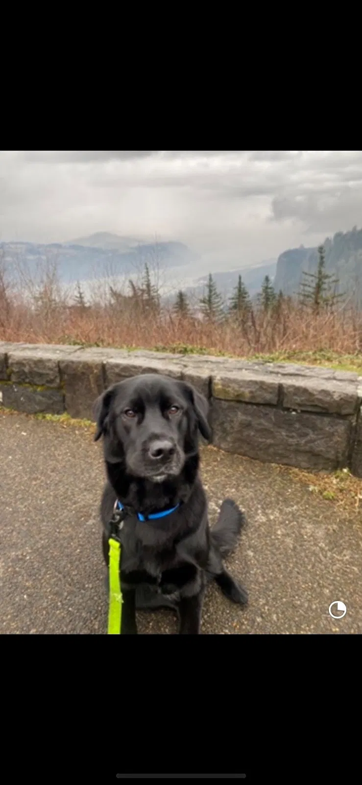 Lost dog in Gresham, OR, 97080