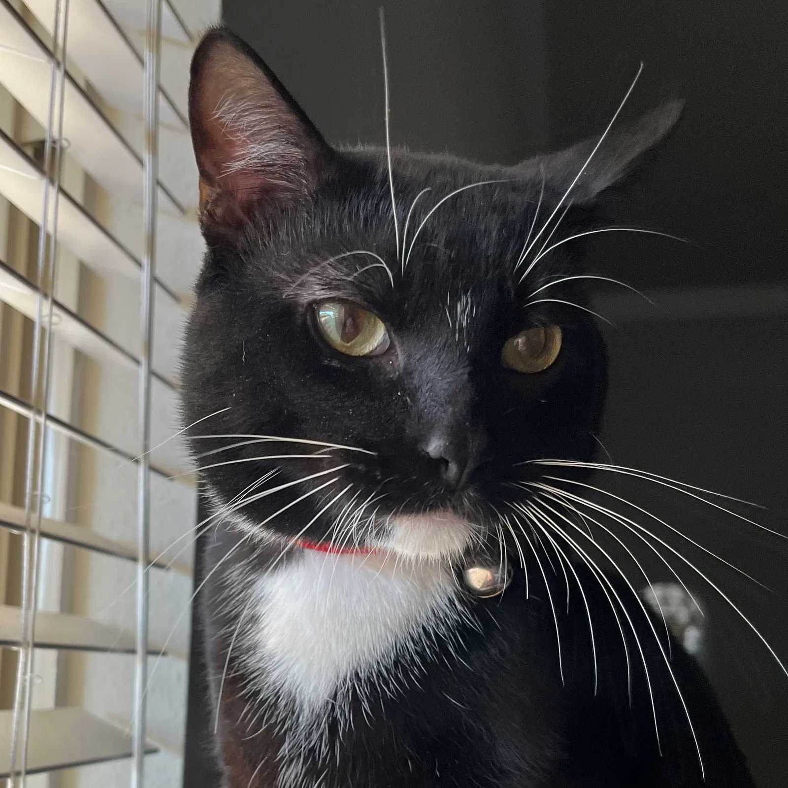 Lost cat in Greenville, TX, 75402