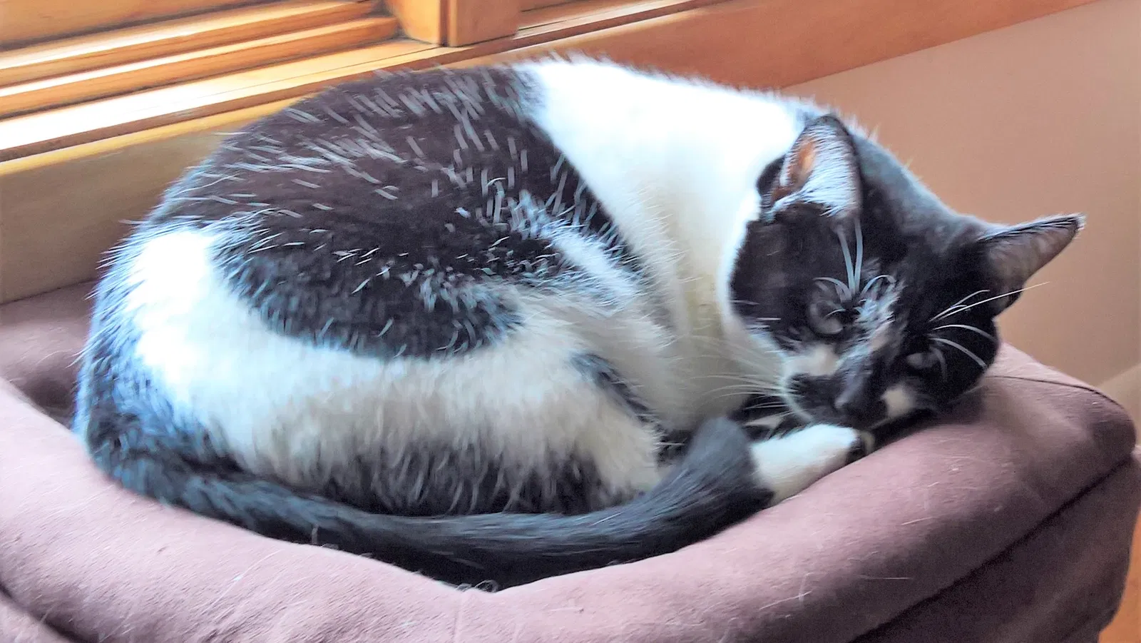 Lost cat in Cleveland, OH, 44124