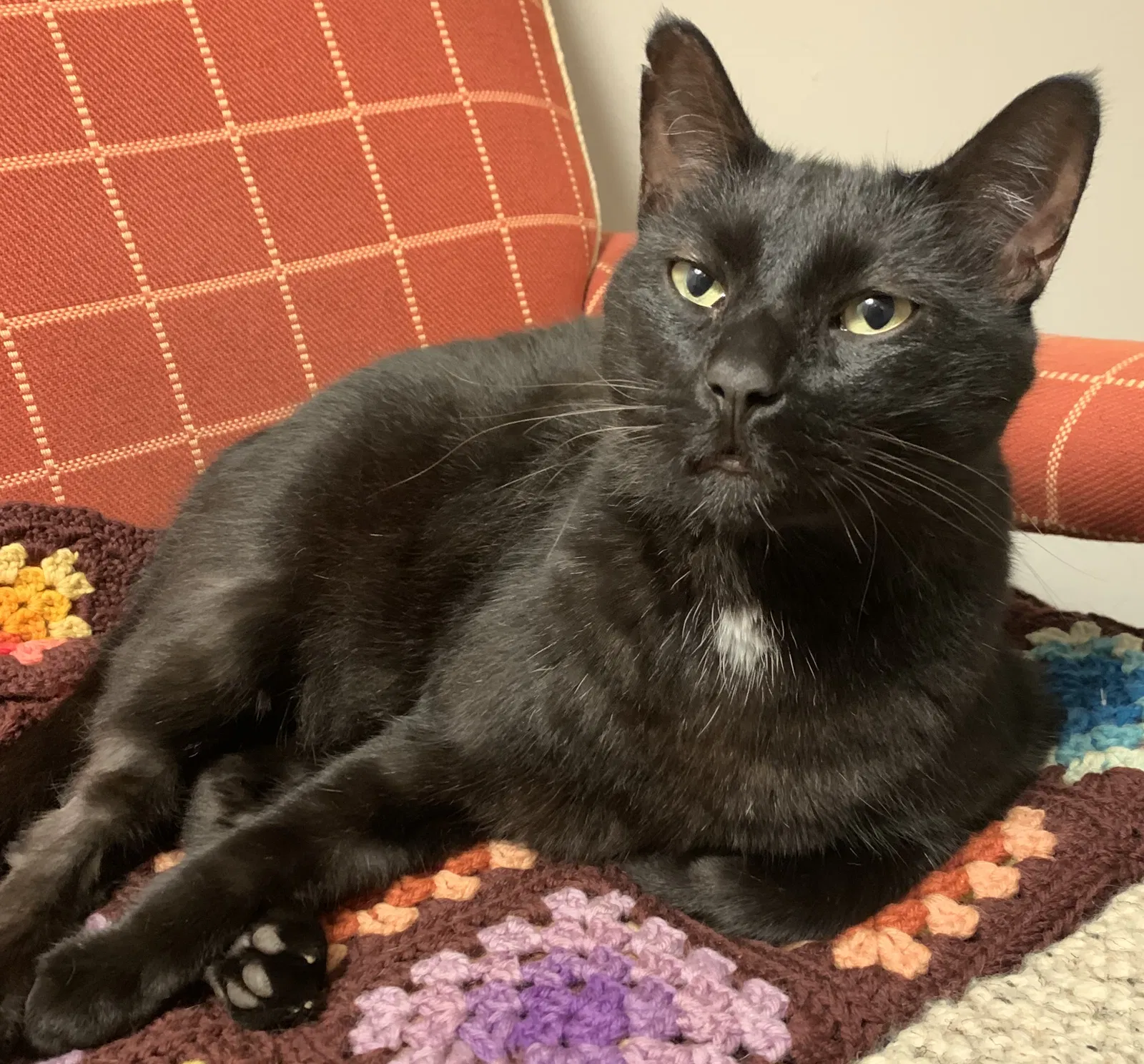 Lost cat in Atlanta, GA, 30312