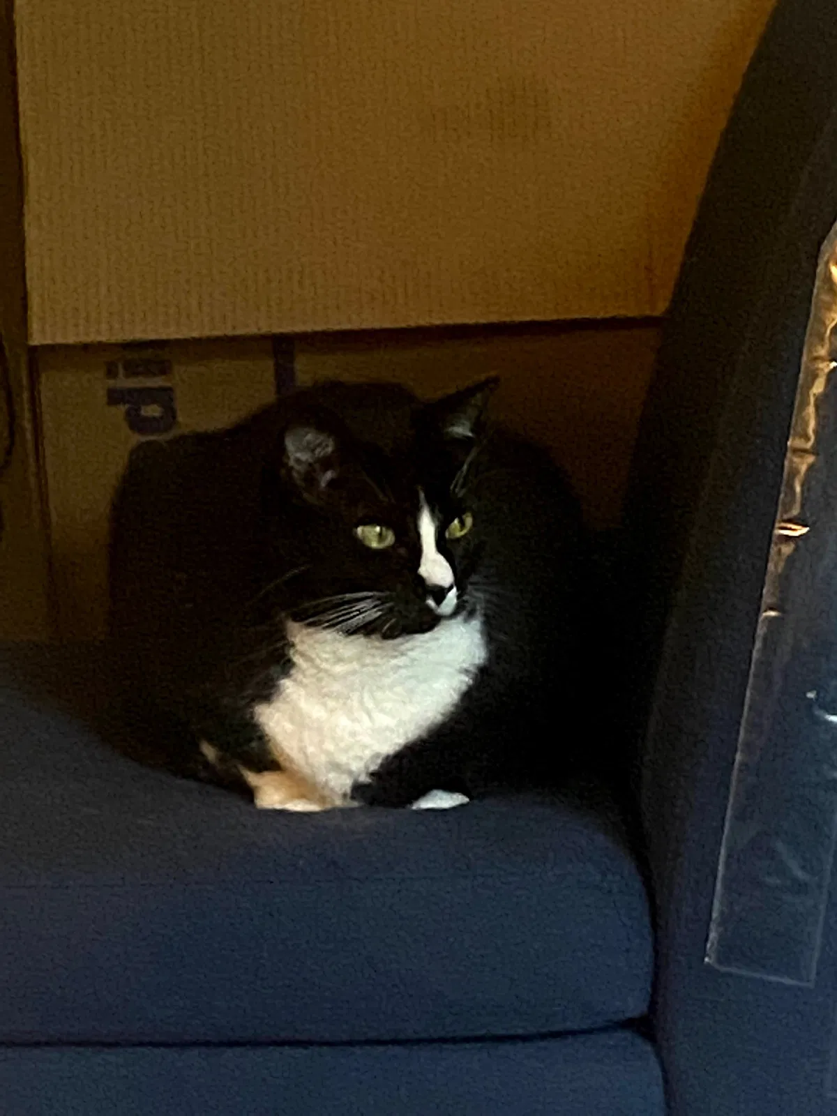 Found cat in Franklin, TN, 37064