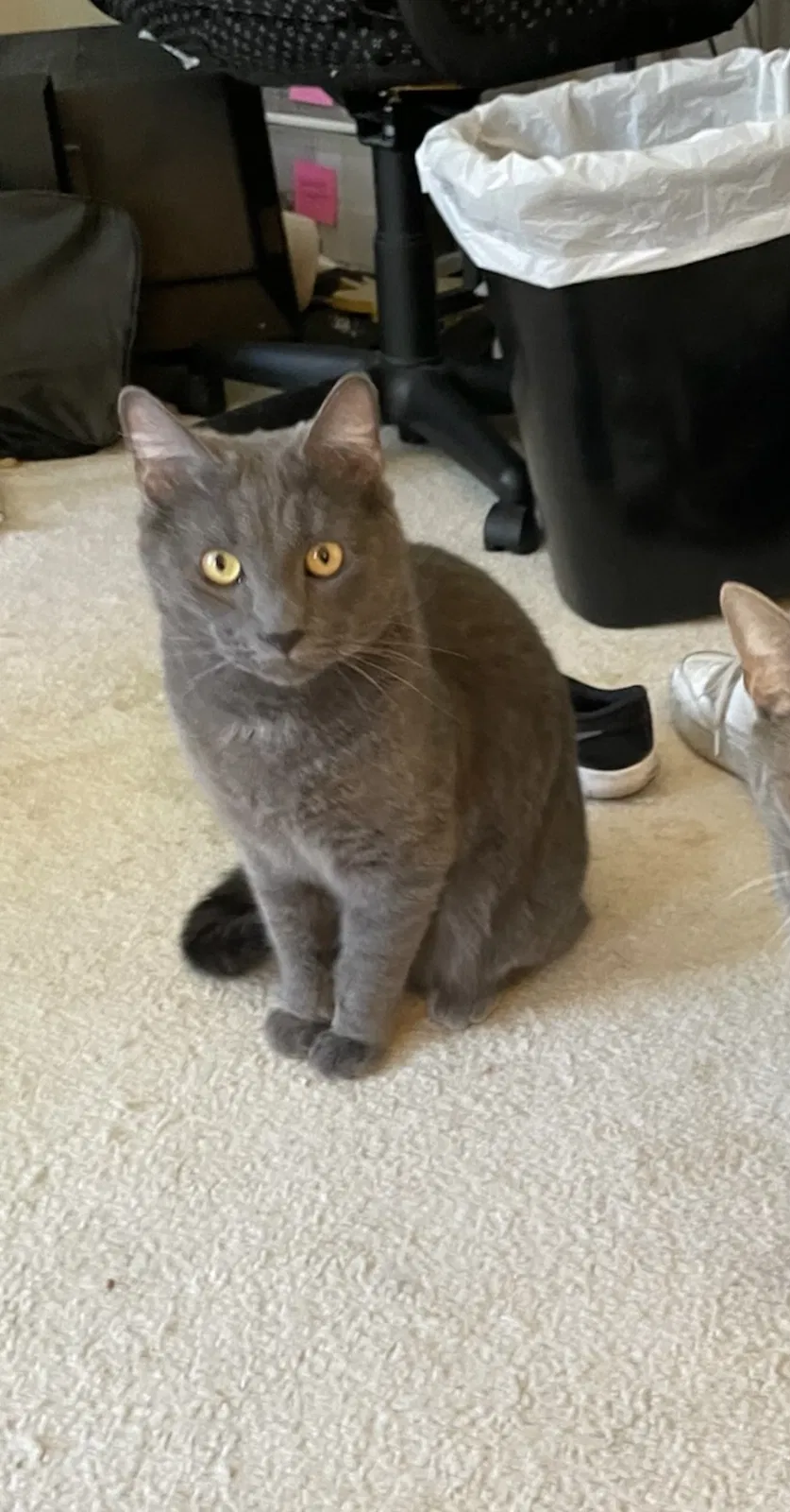 Lost cat in Laguna Niguel, CA, 92677