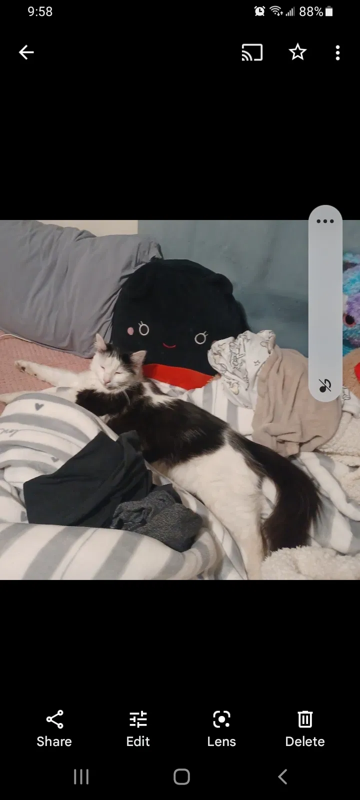 Lost cat in La Habra, CA, 90631