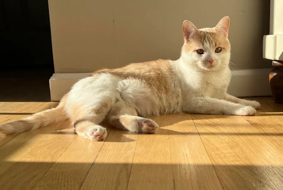 Lost cat in Beacon, NY, 12508