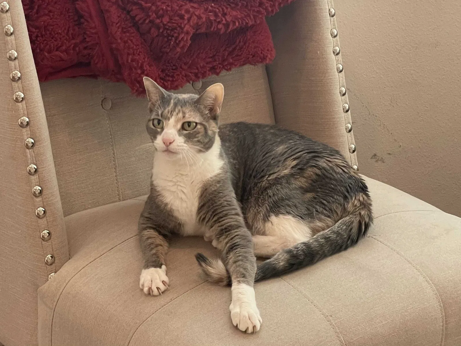 Lost cat in Wesley Chapel, FL, 33543