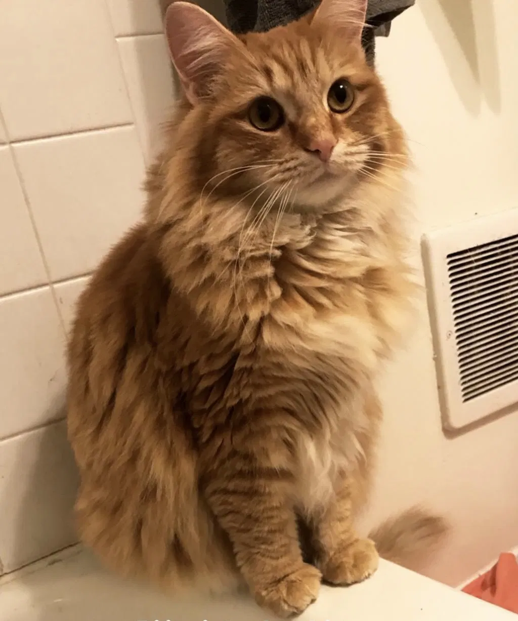 Lost cat in Aurora, CO, 80010