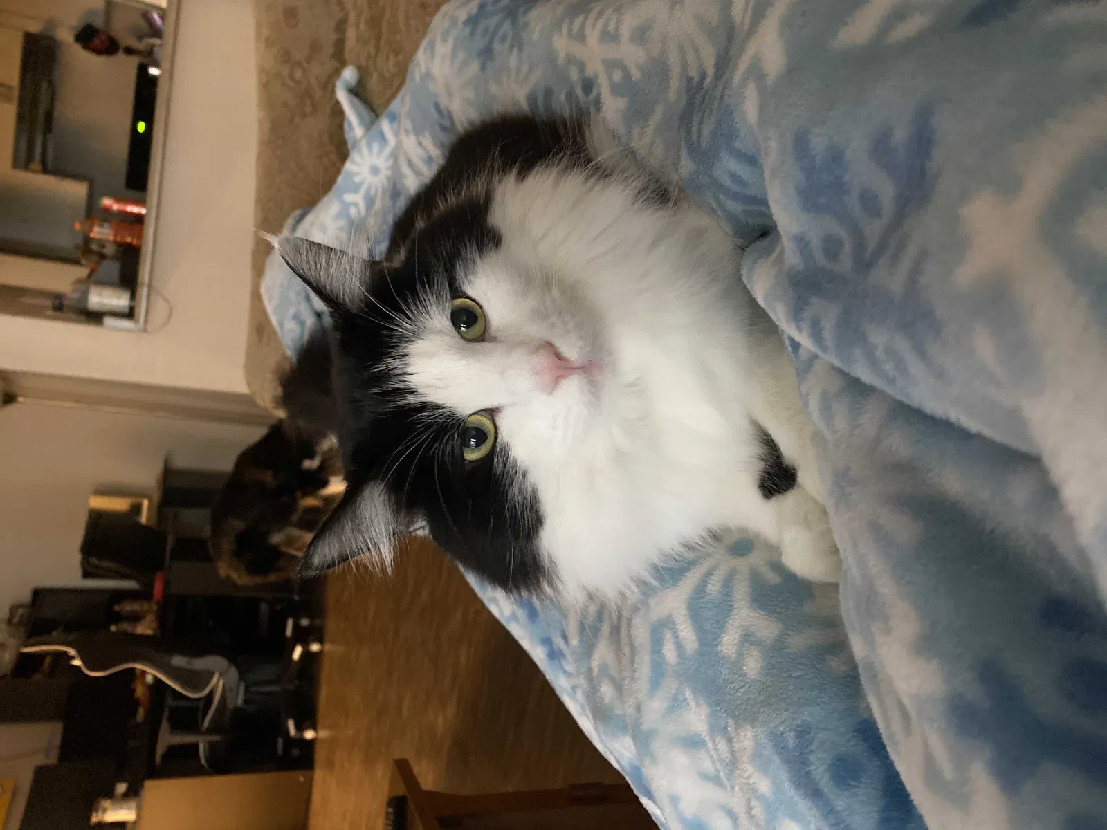 Lost cat in Bothell, WA, 98012