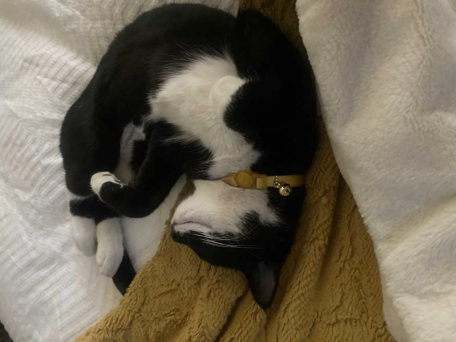 Lost cat in Anaheim, CA, 92807
