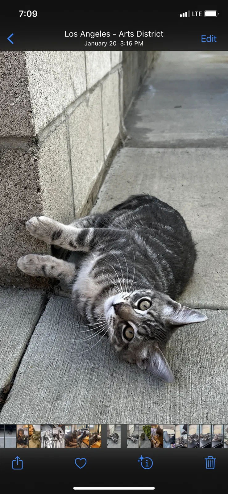 Lost cat in Los Angeles, CA, 90013