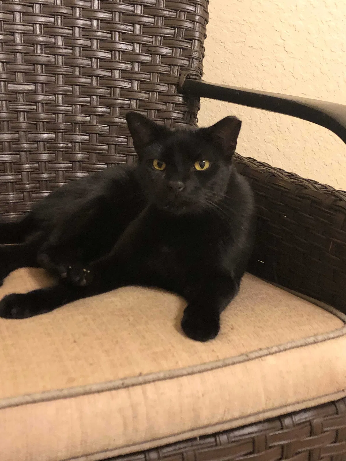 Lost cat in New Braunfels, TX, 78132