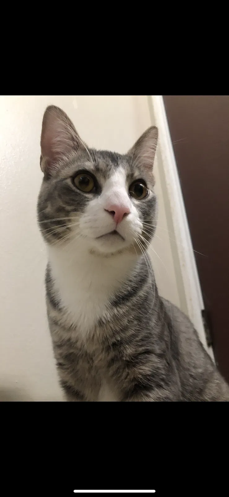 Lost cat in Columbus, OH, 43230