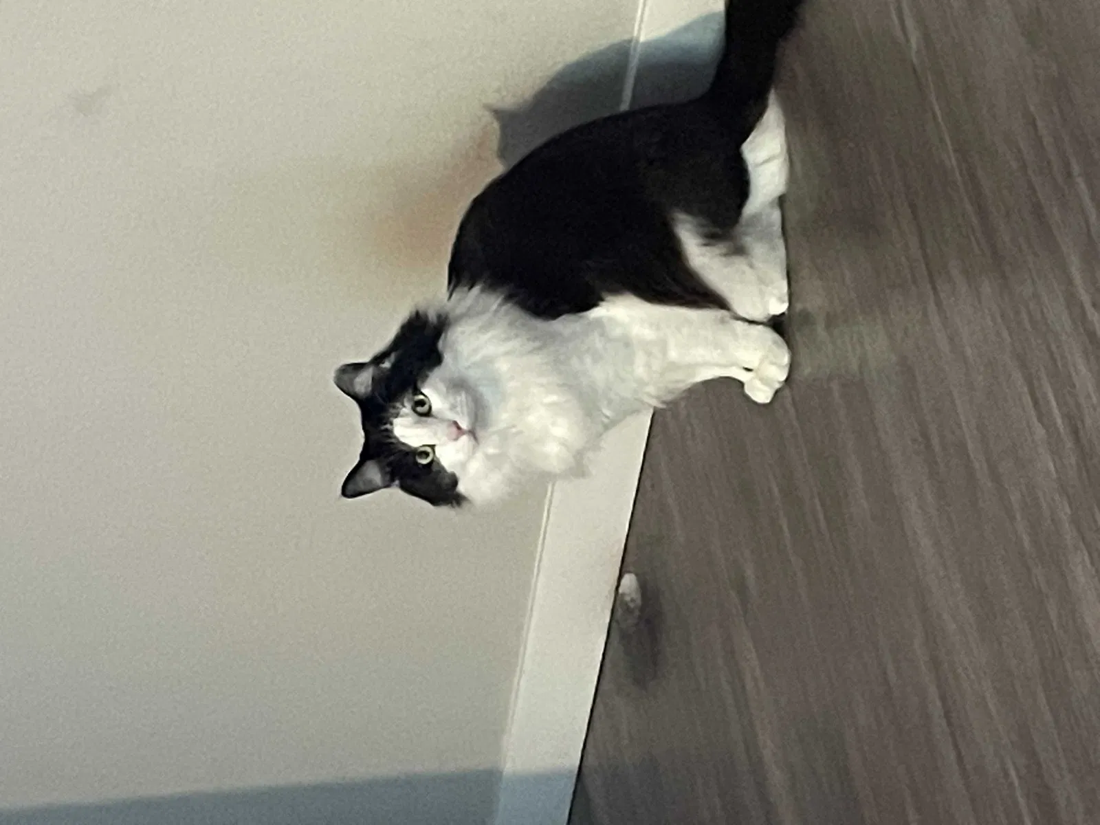 Lost cat in Bothell, WA, 98012