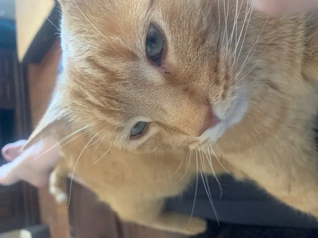 Lost cat in Scottsdale, AZ, 85251