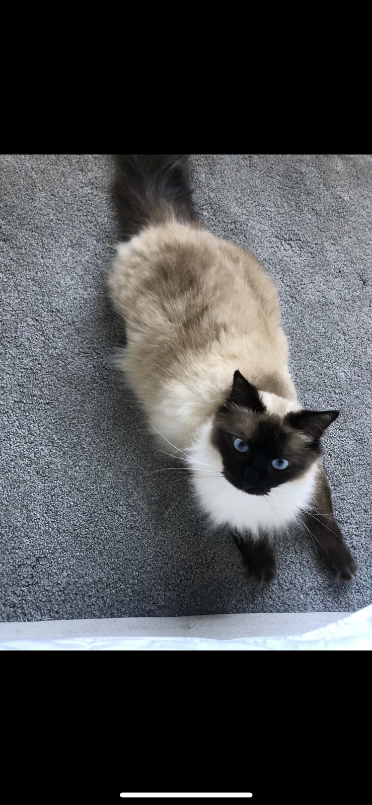 Lost cat in Encinitas, CA, 92024